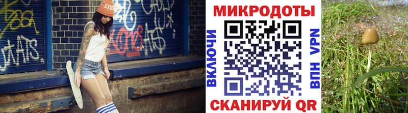 Галлюциногенные грибы Psilocybe  Курганинск 